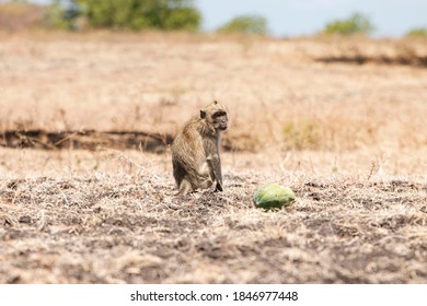 Monkey That Lives In The Baluran Savannah In Banyuwangi, Indonesia