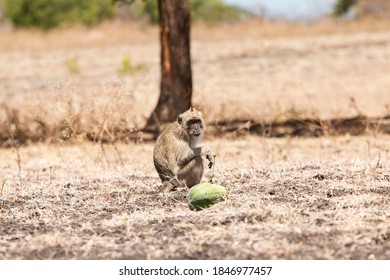 Monkey That Lives In The Baluran Savannah In Banyuwangi, Indonesia