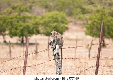 Monkey That Lives In The Baluran Savannah In Banyuwangi, Indonesia