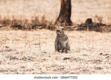 Monkey That Lives In The Baluran Savannah In Banyuwangi, Indonesia