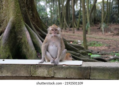 A Monkey That Sitting In The Middle Of Forest