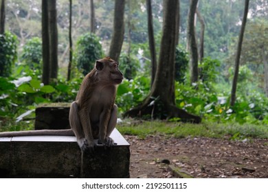 A Monkey That Sitting In The Middle Of Forest