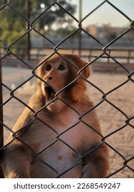 Monkey that is so surprised 