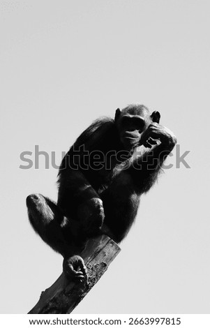 A monkey thinking on a tree stump in high-key.