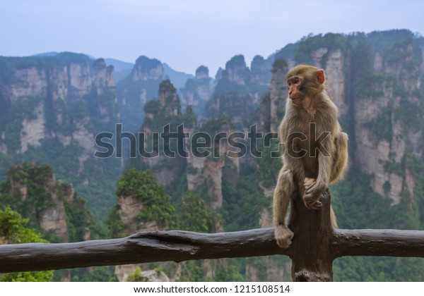 Monkey in Tianzi Avatar mountains nature park\
- Wulingyuan China - travel\
background