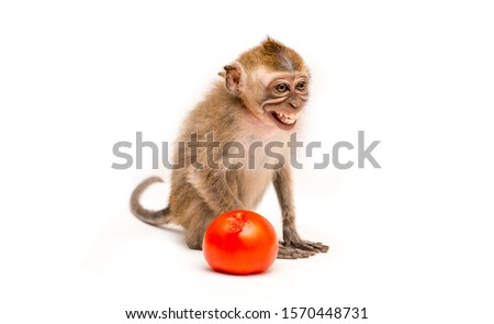 Monkey with tomato on a white background. Macaque isolated for design. The primate sits and looks. The concept of diet and vegetarian.