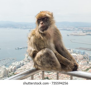 Monkey at top 