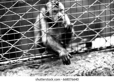 Monkey Trapped Poor Cage Stock Photo 668076640 | Shutterstock