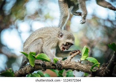 Monkey in a Tree