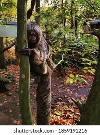 A monkey in a tree