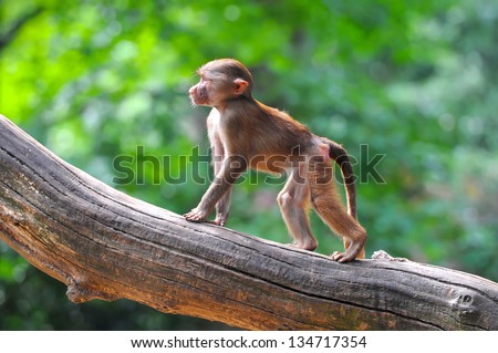 Monkey in tree