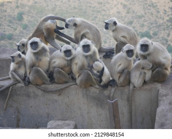 Monkey Troop. Family of Indian langur black monkeys resting and grooming