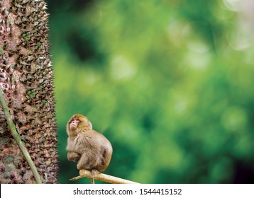 Monkey Trying To Climb On Sandbox Tree.