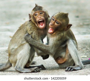 Monkey Two Cubs Stock Photo Edit Now 142205059