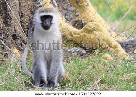 Monkey Vervet sits by a tree and looks.
