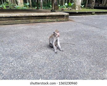 347 Sangeh Monkey Forest Images, Stock Photos & Vectors 