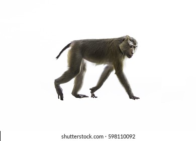 The Monkey Is Walking