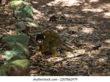 Monkey Walking In The Aviary 