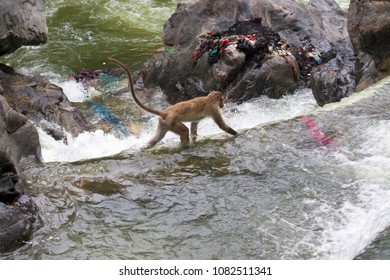 Monkey Walking In Mountain Side With Falls Water Background