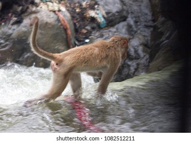 Monkey Walking In Mountain Side With Falls Water Background