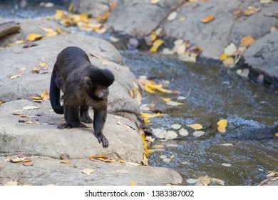Monkey walking next to stream