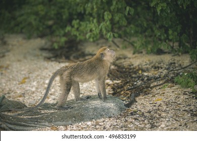 Monkey Walking On The Evening. Interesting Animal Behavior, With A Male Chimpanzee Walking Upright, Like A Human, Across A Dirt Road. The Other Four Chimps Are Moving In The Usual Way, With Knuckles.