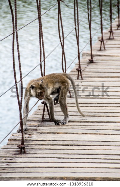 Monkey is walking on\
the suspension bridge