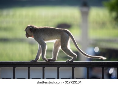 Monkey Walking On Wall In Morning