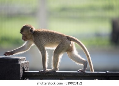 Monkey Walking On Wall In Morning