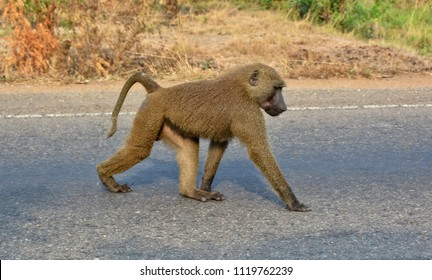 13,828 Walking monkey Images, Stock Photos & Vectors | Shutterstock