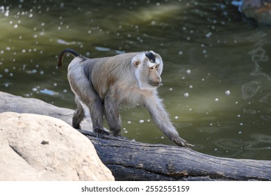 Monkey walks by the river