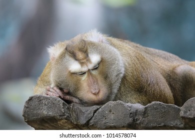 Monkey wants to fall asleep