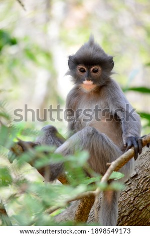 Monkey, Wat Tham Pha Pu, Loei Province, Thailand, the scientific name is Trachypithecus phayrei