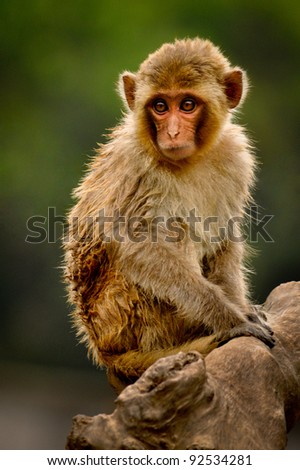 monkey watching on tree