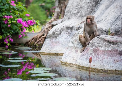 Monkey in the water