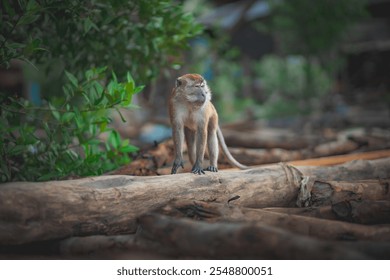 a monkey in the wild