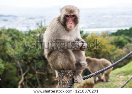 Similar – don’t feed the baboons I