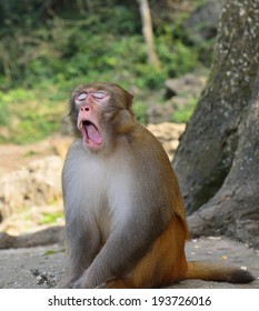 The monkey is yawning