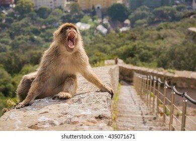 Monkey yawning in Gibraltar - Powered by Shutterstock