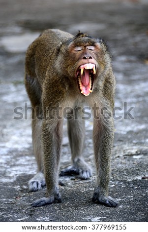 Similar – Monkey after the visit to the dentist…