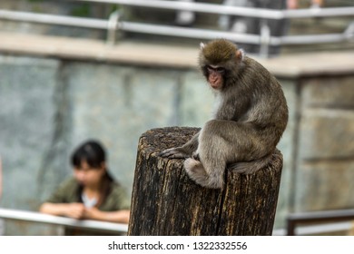 Monkey in zoo