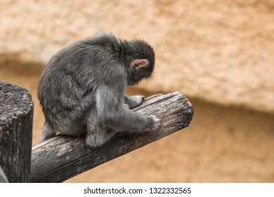 Monkey in zoo