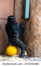 monkey at the zoo