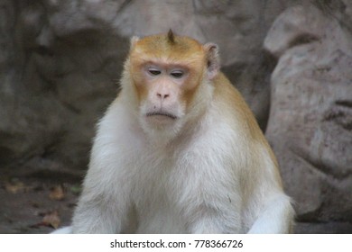 Monkey in the zoo