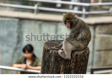Monkey in zoo