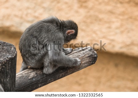 Monkey in zoo