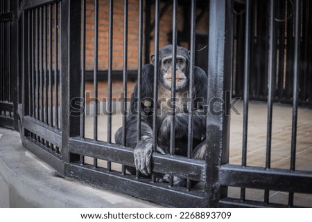 A monkey in a zoo cage