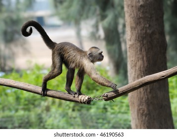 A Monkey In A Zoo, Game And Asking For Food.