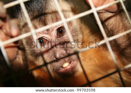 monkey in zoo or laboratory in cage. abe behind bars