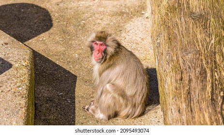 Monkey Zoo Primate Park Makake